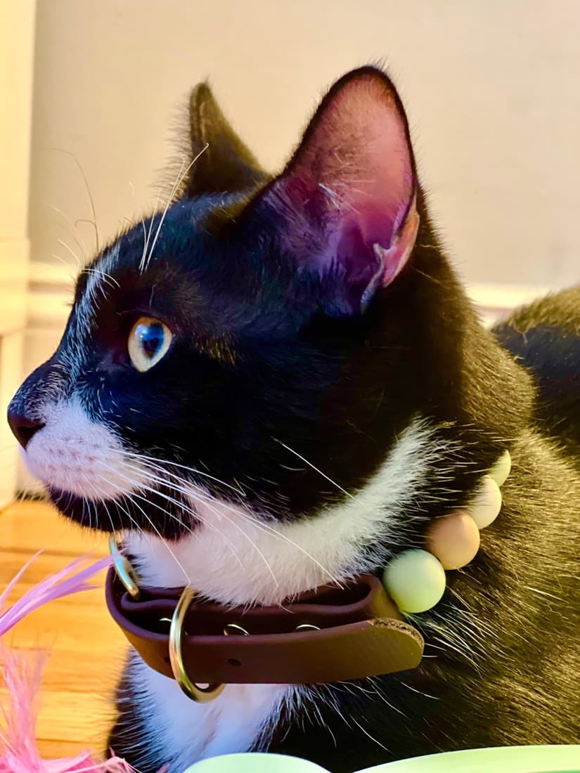 Tuxedo cat in a brown collar with sage and tan beads