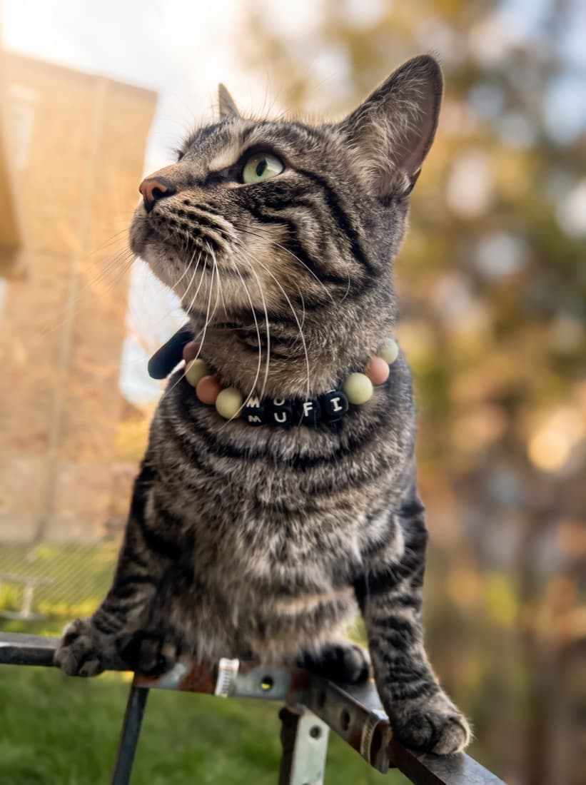 A Cukie Crew pet wearing a made-to-order beaded collar
