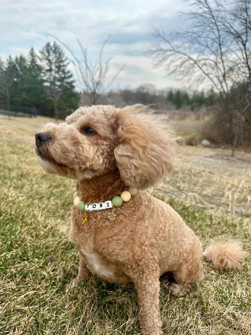 Apricot poodle in a sage and butter beaded collar