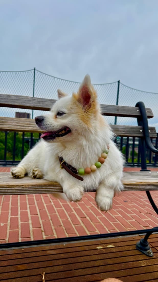 White pomeranian on a bench in an earthy beaded collar
