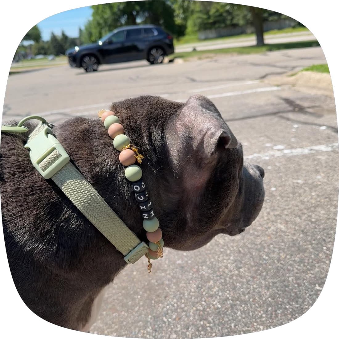 Grey bully-breed dog in a sage and sand beaded collar