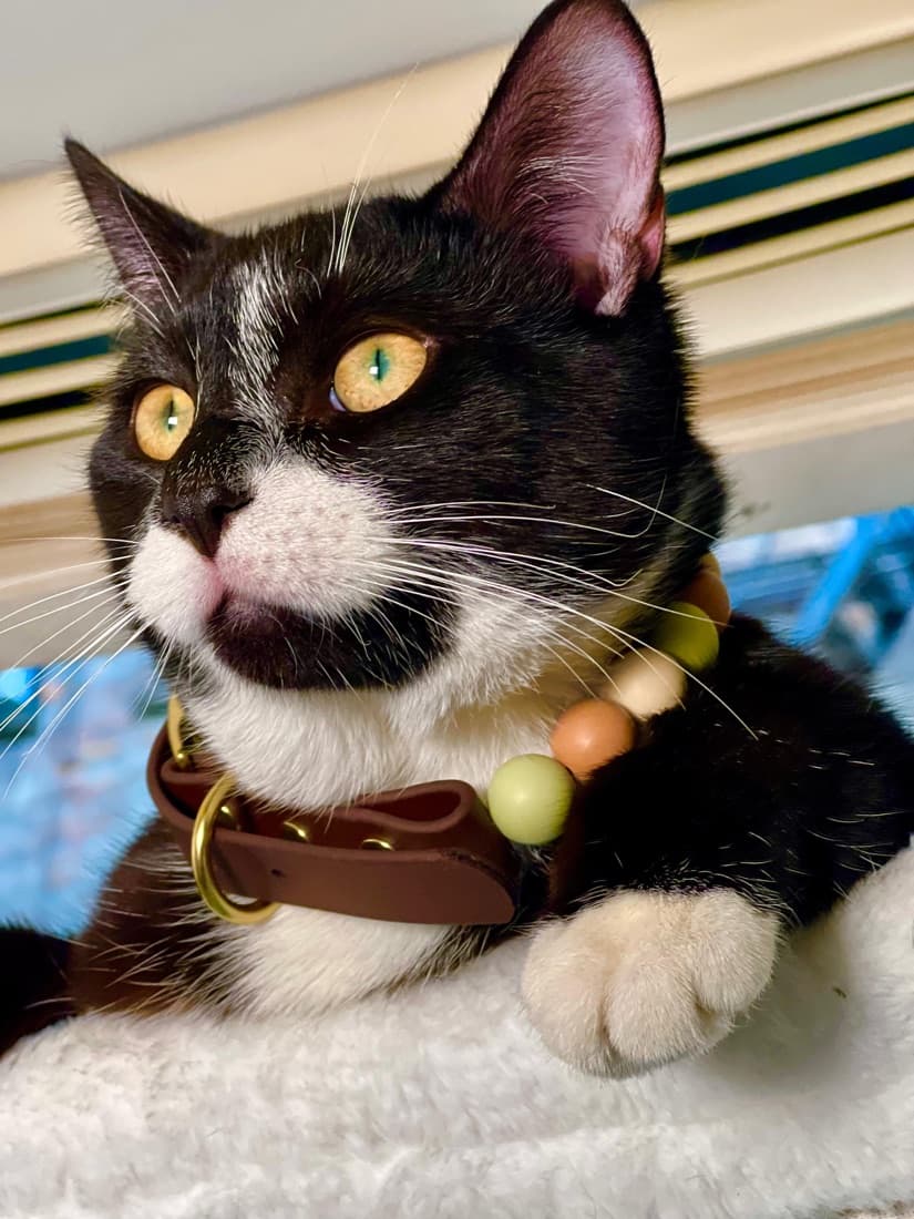 A happy pet in a handmade beaded collar