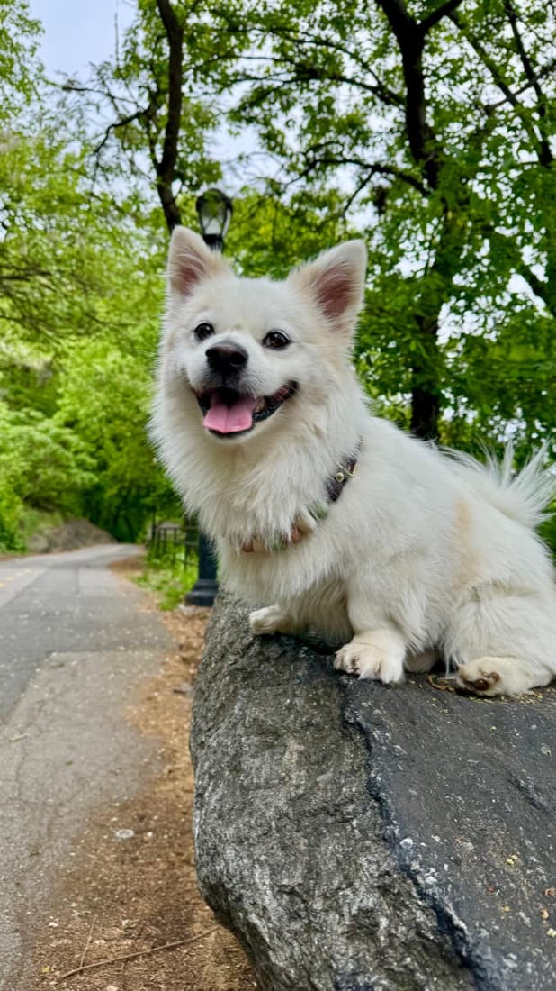 A Cukie Crew pet wearing a colorful beaded collar