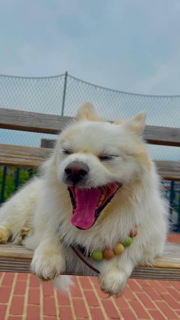 A pet in a pastel beaded collar