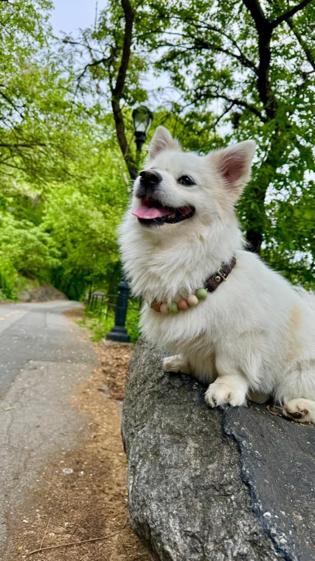 A pet in a personalized beaded collar
