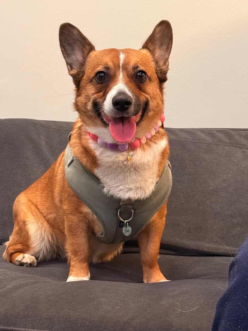 A pet in an earthy-toned beaded collar