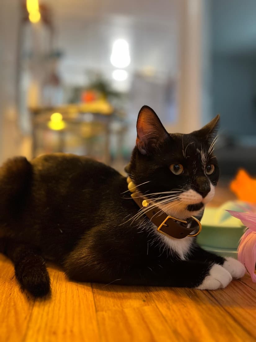 A pet in a colorful beaded collar