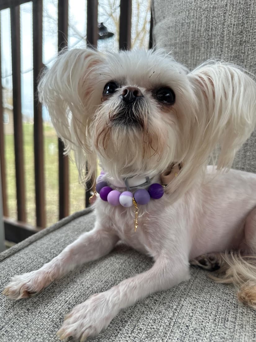 Small white dog in a purple beaded collar