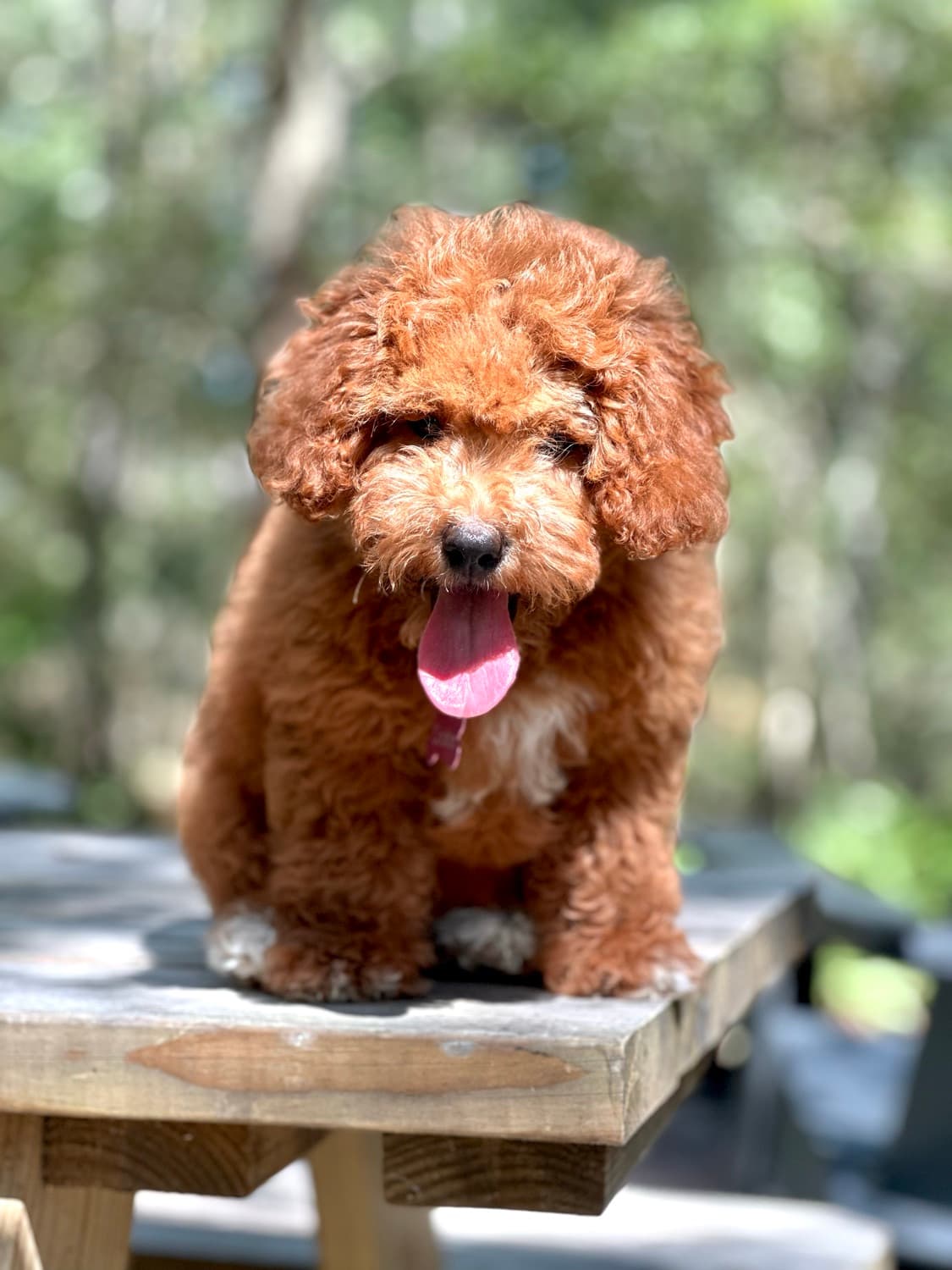 A small apricot poodle puppy sitting outdoors, the dog behind the Cukie Crew story