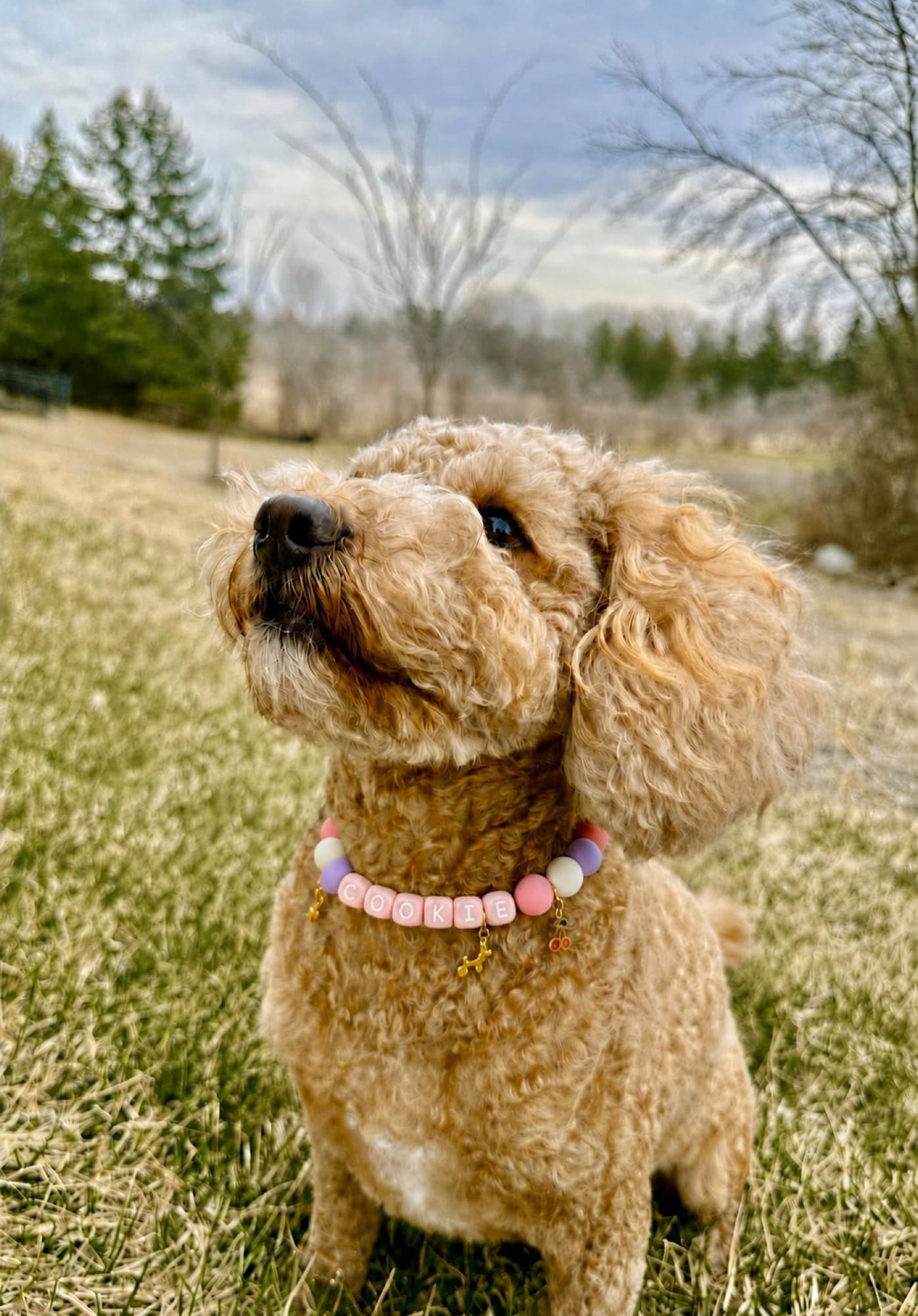 Cookie, a cream mini goldendoodle, sitting in a field wearing her personalized pink beaded Cukie Crew collar
